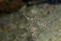 A ghost shrimp. Casio exilim by Andrew Macleod 